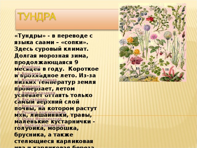 «Тундры» - в переводе с языка саами – «сопки». Здесь суровый климат. Долгая морозная зима, продолжающаяся 9 месяцев в году. Короткое и прохладное лето. Из-за низких температур земля промерзает, летом успевает оттаять только самый верхний слой почвы, на котором растут мхи, лишайники, травы, маленькие кустарнички - голубика, морошка, брусника, а также стелющиеся карликовая ива и карликовая береза. 