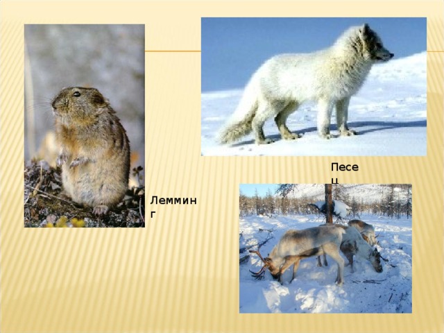 Песец Лемминг 