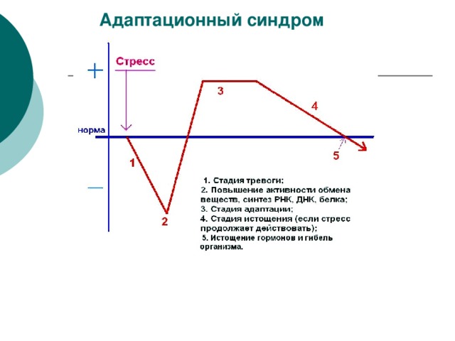  Адаптационный синдром Кроме гипоталамуса на функцию желез внутренней секреции оказывает влияние кора больших полушарий, возбуждаемая стрессами . Осуществляется регуляция через гипоталамус или непосредственно через нервные окончания и проявляется в виде адаптационного синдрома. Адаптационный синдром – совокупность изменений в организме при состоянии стресса. 