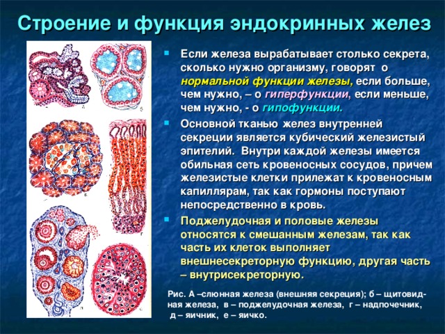 Строение и функция эндокринных желез Если железа вырабатывает столько секрета, сколько нужно организму, говорят о  нормальной функции  железы,  если больше, чем нужно, – о гиперфункции , если меньше, чем нужно, - о гипофункции. Основной тканью желез внутренней секреции является кубический железистый эпителий. Внутри каждой железы имеется обильная сеть кровеносных сосудов, причем железистые клетки прилежат к кровеносным капиллярам, так как гормоны поступают непосредственно в кровь. Поджелудочная и половые железы относятся к смешанным железам, так как часть их клеток выполняет внешнесекреторную функцию, другая часть – внутрисекреторную.  Рис. А –слюнная железа (внешняя секреция); б – щитовид-ная железа, в – поджелудочная железа, г – надпочечник, д – яичник, е – яичко. 