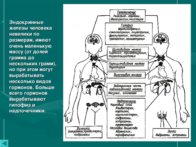 Эндокринные железы человека невелики по размерам, имеют очень маленькую массу (от долей грамма до нескольких грамм), но при этом могут вырабатывать несколько видов гормонов. Больше всего гормонов вырабатывают гипофиз и надпочечники. 