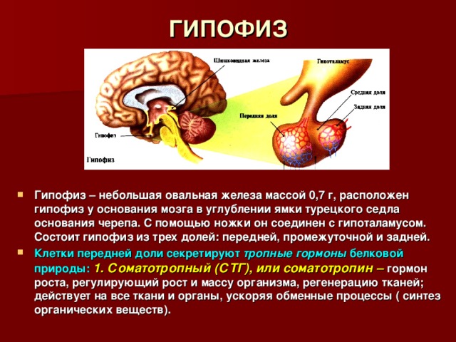 ГИПОФИЗ Гипофиз – небольшая овальная железа массой 0,7 г, расположен гипофиз у основания мозга в углублении ямки турецкого седла основания черепа. С помощью ножки он соединен с гипоталамусом. Состоит гипофиз из трех долей: передней, промежуточной и задней. Клетки передней доли секретируют тропные гормоны белковой природы:  1. Соматотропный (СТГ), или соматотропин –  гормон роста, регулирующий рост и массу организма, регенерацию тканей; действует на все ткани и органы, ускоряя обменные процессы ( синтез органических веществ). 