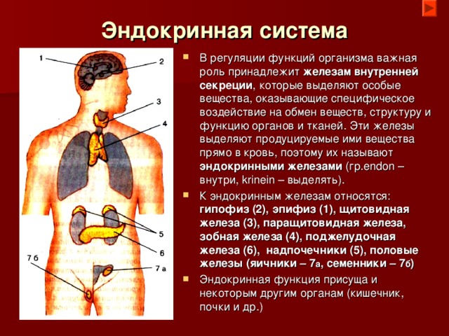 Эндокринная система В регуляции функций организма важная роль принадлежит железам внутренней секреции , которые выделяют особые вещества, оказывающие специфическое воздействие на обмен веществ, структуру и функцию органов и тканей. Эти железы выделяют продуцируемые ими вещества прямо в кровь, поэтому их называют эндокринными железами (гр. endon – внутри, krinein – выделять). К эндокринным железам относятся: гипофиз (2), эпифиз (1), щитовидная железа (3), паращитовидная железа, зобная железа (4), поджелудочная железа (6), надпочечники (5), половые железы (яичники – 7 а , семенники – 7 б ) Эндокринная функция присуща и некоторым другим органам (кишечник, почки и др.) 