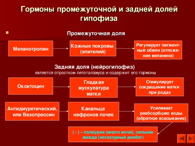 Гормоны промежуточной и задней долей гипофиза  Промежуточная доля Регулирует пигмент- ный обмен (отложе- ние меланина) Кожные покровы (эпителий) Меланотропин  Задняя доля (нейрогипофиз) является отростком гипоталамуса и содержит его гормоны Окситоцин Гладкая мускулатура матки Стимулирует сокращение матки при родах  Антидиуретический,  или Вазопрессин  Канальца нефронов почек Усиливает  реабсорбцию воды (обратное всасывание) ( - ) – полиурия (много мочи), сильная жажда (несахорный диабет) 