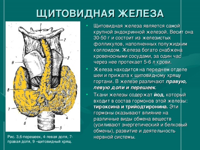 ЩИТОВИДНАЯ ЖЕЛЕЗА Щитовидная железа является самой крупной эндокринной железой. Весит она 30-50 г и состоит из железистых фолликулов, наполненных полужидким коллоидом. Железа богато снабжена кровеносными сосудами, за один час через нее протекает 5-6 л крови. Железа находится на переднем отделе шеи и прижата к щитовидному хрящу гортани. В железе различают правую, левую доли и перешеек . Ткани железы содержат йод , который входит в состав гормонов этой железы: тироксина и трийодтиронина. Эти гормоны оказывают влияние на различные виды обмена веществ (усиливают энергетический и белковый обмены), развитие и деятельность нервной системы. Рис. 3,6-перешеек, 4-левая доля, 7-правая доля, 9 –щитовидный хрящ. 