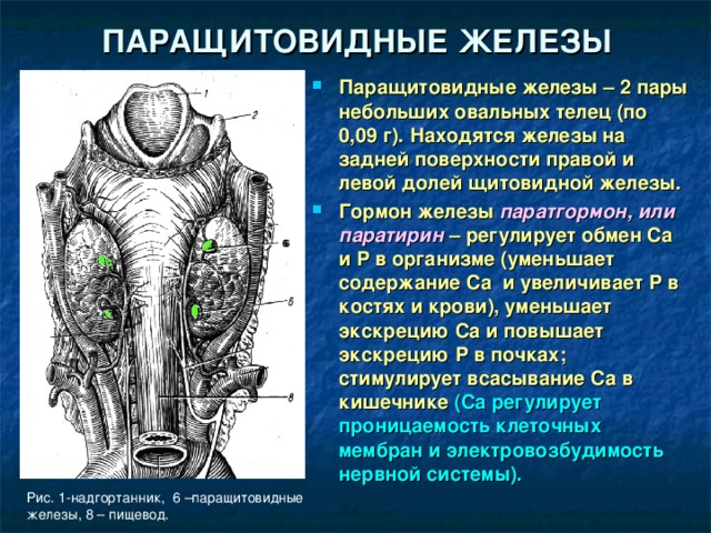 ПАРАЩИТОВИДНЫЕ ЖЕЛЕЗЫ Паращитовидные железы – 2 пары небольших овальных телец (по 0,09 г). Находятся железы на задней поверхности правой и левой долей щитовидной железы. Гормон железы паратгормон, или паратирин – регулирует обмен Са и Р в организме (уменьшает содержание Са и увеличивает Р в костях и крови), уменьшает экскрецию Са и повышает экскрецию Р в почках; стимулирует всасывание Са в кишечнике  (Са регулирует проницаемость клеточных мембран и электровозбудимость нервной системы).  6 6 Рис. 1-надгортанник, 6 –паращитовидные железы, 8 – пищевод. 