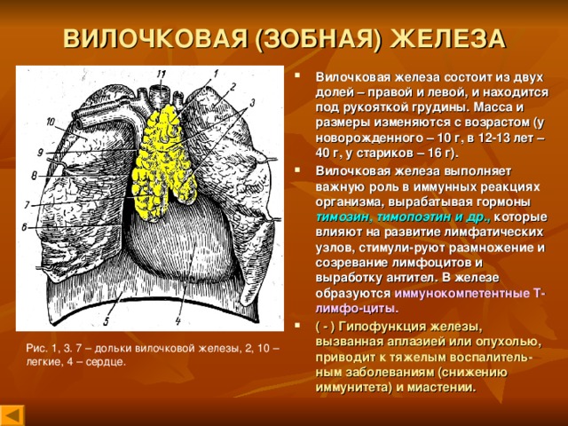 Вилочковая железа рисунок