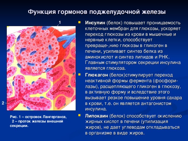 Функция гормонов поджелудочной железы Инсулин (белок) повышает проницаемость клеточных мембран для глюкозы, ускоряет переход глюкозы из крови в мышечные и нервные клетки, способствует превраще-,нию глюкозы в гликоген в печени, усиливает синтез белка из аминокислот и синтез липидов и РНК. Главным стимулятором секреции инсулина является глюкоза. Глюкагон (белок)стимулирует переход неактивной формы фермента (фосфори-лазы), расщепляющего гликоген в глюкозу, в активную форму и вследствие этого вызывает резкое повышение уровня сахара в крови, т.е. он является антагонистом инсулина. Липокаин (белок) способствует окислению жирных кислот в печени (утилизация жиров), не дает углеводам откладываться в организме в виде жиров. 1  2 Рис. 1 – островок Лангерганса, 2 – проток железы внешней секреции. 