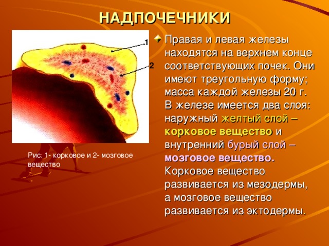 НАДПОЧЕЧНИКИ Правая и левая железы находятся на верхнем конце соответствующих почек. Они имеют треугольную форму; масса каждой железы 20 г. В железе имеется два слоя: наружный желтый слой – корковое вещество и внутренний бурый слой – мозговое вещество.  Корковое вещество развивается из мезодермы, а мозговое вещество развивается из эктодермы . 1 2 Рис. 1- корковое и 2- мозговое вещество 