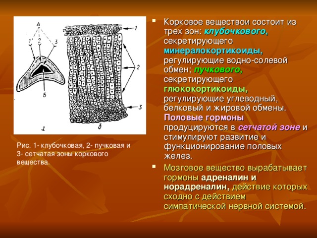 Корковое веществои состоит из трех зон: клубочкового , секретирующего минералокортикоиды,  регулирующие водно-солевой обмен; пучкового,  секретирующего глюкокортикоиды,  регулирующие углеводный, белковый и жировой обмены. Половые гормоны продуцируются в сетчатой зоне и стимулируют развитие и функционирование половых желез. Мозговое вещество вырабатывает гормоны  адреналин и  норадреналин,  действие которых сходно с действием симпатической нервной системой.    Рис. 1- клубочковая, 2- пучковая и 3- сетчатая зоны коркового вещества. 
