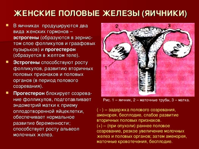 ЖЕНСКИЕ ПОЛОВЫЕ ЖЕЛЕЗЫ (ЯИЧНИКИ) В яичниках продуцируются два вида женских гормонов – эстрогены (образуются в зернис-том слое фолликулов и граафовых пузырьков) и прогестерон (образуется в желтом теле). Эстрогены способствуют росту фолликулов, развитию вторичных половых признаков и половых органов (в период полового созревания). Прогестерон блокирует созрева-ние фолликулов, подготавливает эндометрий матки к приему оплодотворенной яйцеклетки, обеспечивает нормальное развитие беременности; способствует росту альвеол молочных желез. Рис. 1 – яичник, 2 – маточные трубы, 3 – матка. ( - ) – задержка полового созревания, аменорея, бесплодие, слабое развитие вторичных половых признаков. (+) – (при опухоли) раннее половое созревание, резкое увеличение молочных желез и половых органов; затем аменорея, маточные кровотечения, бесплодие. 
