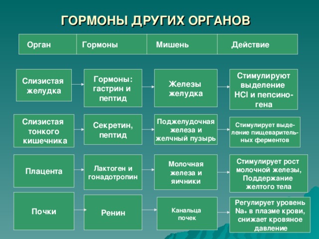  ГОРМОНЫ ДРУГИХ ОРГАНОВ  Орган Гормоны Мишень Действие Слизистая желудка Гормоны: гастрин и пептид Железы желудка Стимулируют выделение HCl и пепсино- гена Слизистая тонкого  кишечника Секретин, пептид Поджелудочная железа и желчный пузырь Стимулирует выде- ление пищеваритель- ных ферментов Плацента Стимулирует рост молочной железы, Поддержание желтого тела Молочная  железа и яичники Лактоген и гонадотропин Почки Ренин Регулирует уровень  Na + в плазме крови, снижает кровяное  давление Канальца почек 
