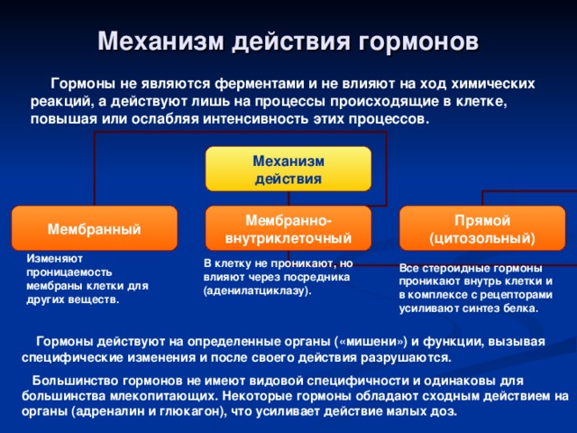 Механизм действия гормонов  Гормоны не являются ферментами и не влияют на ход химических реакций, а действуют лишь на процессы происходящие в клетке, повышая или ослабляя интенсивность этих процессов. Механизм действия Мембранный Мембранно- внутриклеточный Прямой (цитозольный) Изменяют проницаемость мембраны клетки для других веществ. В клетку не проникают, но влияют через посредника (аденилатциклазу). Все стероидные гормоны проникают внутрь клетки и в комплексе с рецепторами усиливают синтез белка.  Гормоны действуют на определенные органы («мишени») и функции, вызывая специфические изменения и после своего действия разрушаются.  Большинство гормонов не имеют видовой специфичности и одинаковы для большинства млекопитающих. Некоторые гормоны обладают сходным действием на органы (адреналин и глюкагон), что усиливает действие малых доз. 