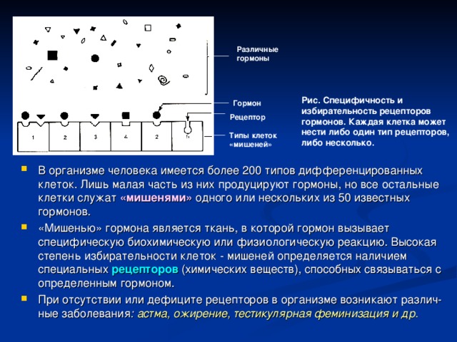Различные гормоны Рис. Специфичность и избирательность рецепторов гормонов. Каждая клетка может нести либо один тип рецепторов, либо несколько. Гормон Рецептор Типы клеток «мишеней» В организме человека имеется более 200 типов дифференцированных клеток. Лишь малая часть из них продуцируют гормоны, но все остальные клетки служат «мишенями» одного или нескольких из 50 известных гормонов. «Мишенью» гормона является ткань, в которой гормон вызывает специфическую биохимическую или физиологическую реакцию. Высокая степень избирательности клеток - мишеней определяется наличием специальных рецепторов (химических веществ), способных связываться с определенным гормоном. При отсутствии или дефиците рецепторов в организме возникают различ-ные заболевания : астма, ожирение, тестикулярная феминизация и др. 