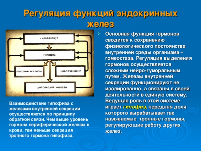 Гормон Регулирующий Кальций В Крови