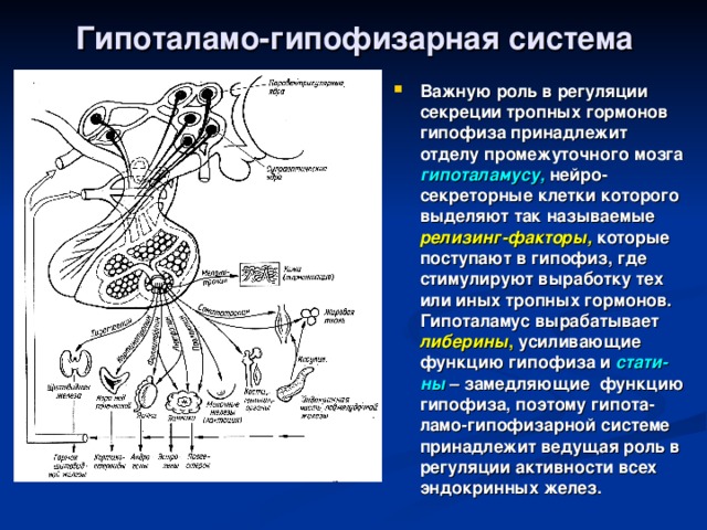 Гипоталамо-гипофизарная система Важную роль в регуляции секреции тропных гормонов гипофиза принадлежит отделу промежуточного мозга гипоталамусу, нейро-секреторные клетки которого выделяют так называемые релизинг-факторы, которые поступают в гипофиз, где стимулируют выработку тех или иных тропных гормонов. Гипоталамус вырабатывает либерины , усиливающие функцию гипофиза и стати-ны  – замедляющие функцию гипофиза, поэтому гипота-ламо-гипофизарной системе принадлежит ведущая роль в регуляции активности всех эндокринных желез. 