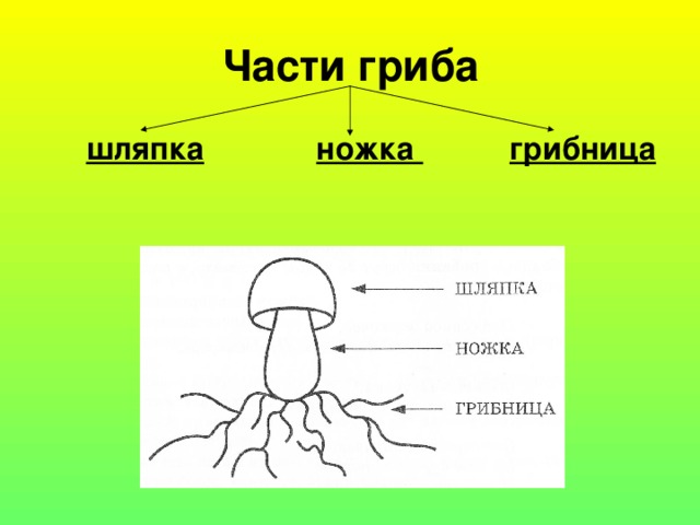 Схема ленин гриб