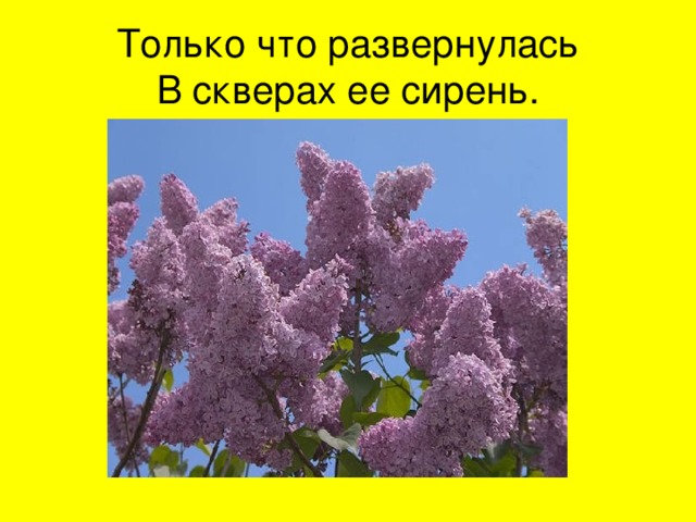 Только что развернулась  В скверах ее сирень. 