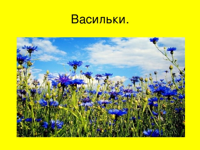 Васильки. 