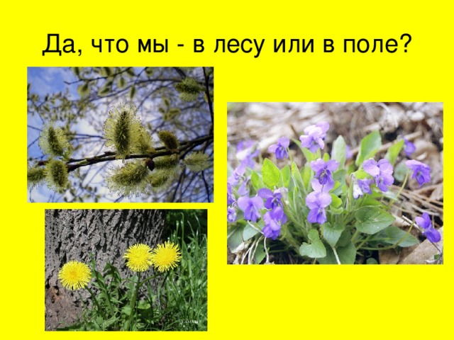 Да, что мы - в лесу или в поле? 