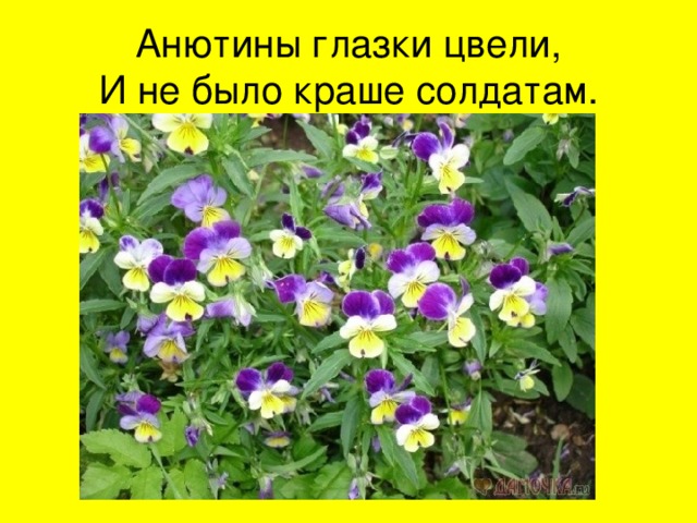 Анютины глазки цвели,  И не было краше солдатам. 