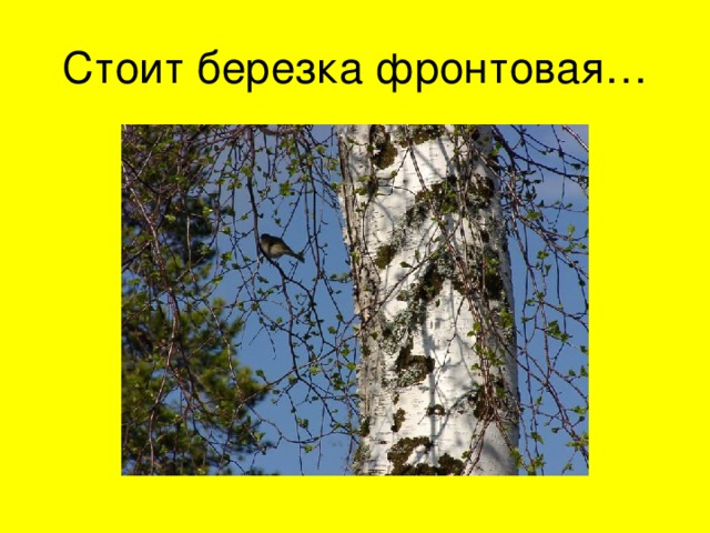 Стоит березка фронтовая… 