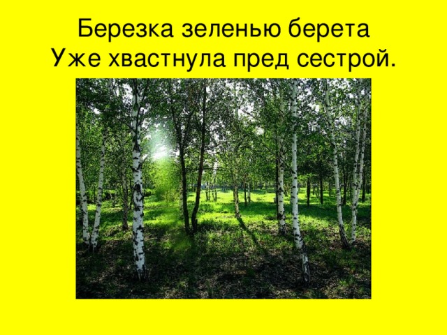 Березка зеленью берета  Уже хвастнула пред сестрой. 
