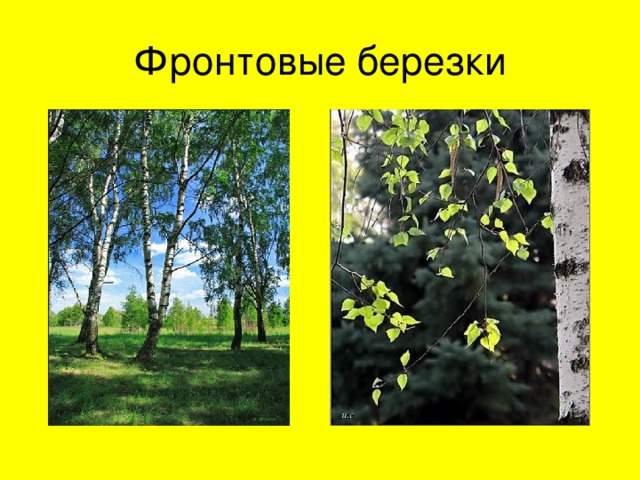 Фронтовые березки 