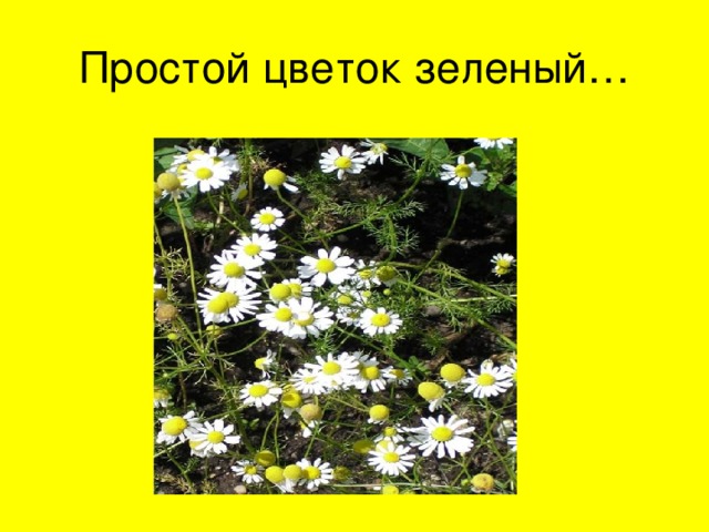 Простой цветок зеленый… 