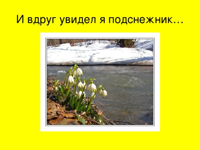 И вдруг увидел я подснежник… 