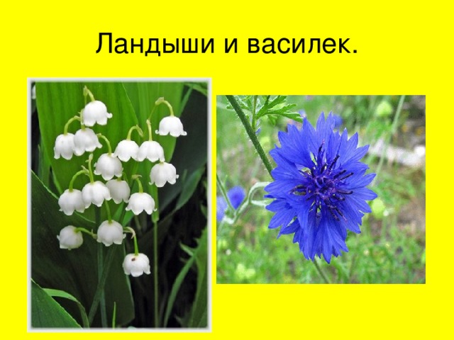 Ландыши и василек. 