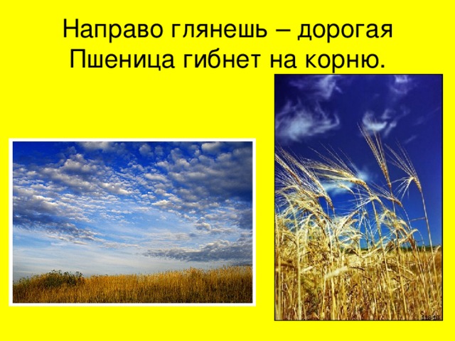 Направо глянешь – дорогая  Пшеница гибнет на корню. 