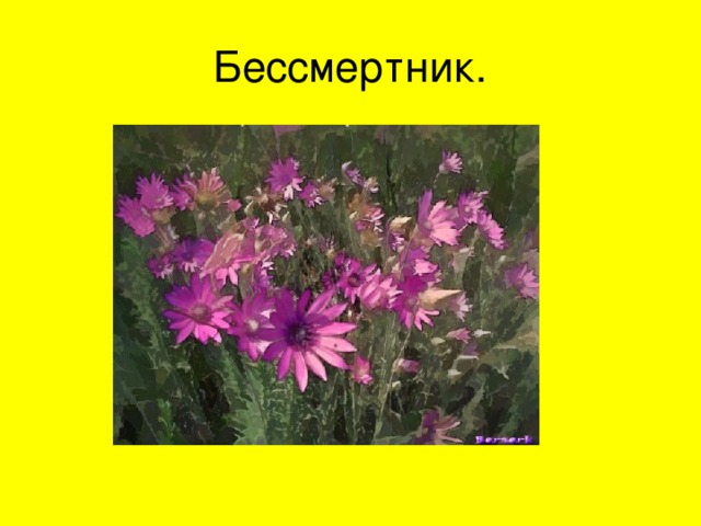 Бессмертник. 