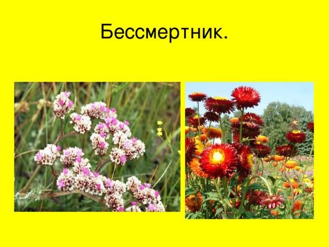 Бессмертник. 