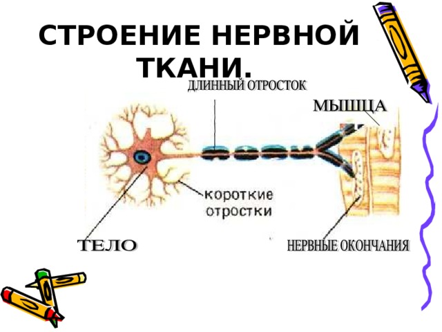 СТРОЕНИЕ НЕРВНОЙ ТКАНИ. 