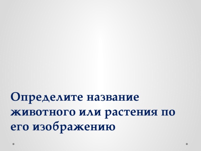 Определите название животного или растения по его изображению