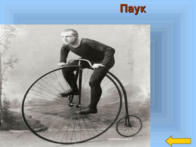 Паук 
