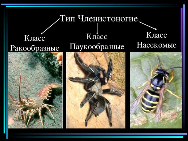 Тип Членистоногие Класс Насекомые Класс Паукообразные Класс Ракообразные 