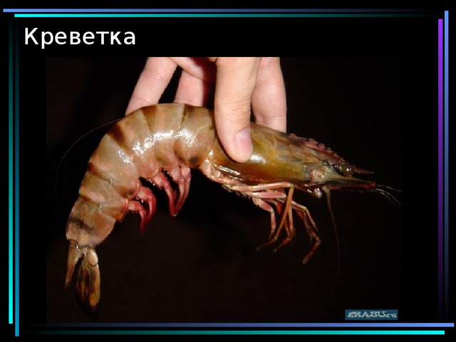 Креветка 