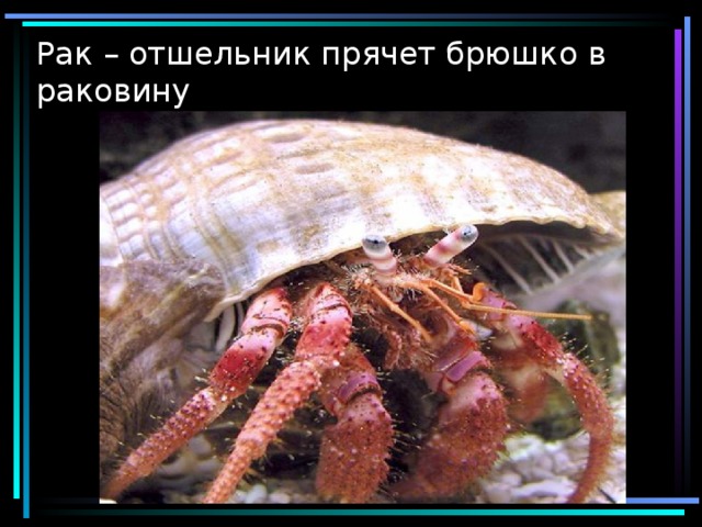 Рак – отшельник прячет брюшко в раковину 