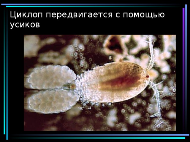 Циклоп передвигается с помощью усиков 