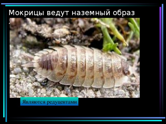 Мокрицы ведут наземный образ жизни Являются редуцентами 
