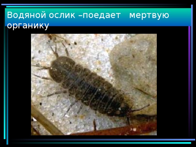 Водяной ослик –поедает мертвую органику 