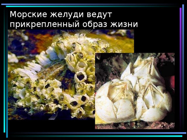 Морские желуди ведут прикрепленный образ жизни 