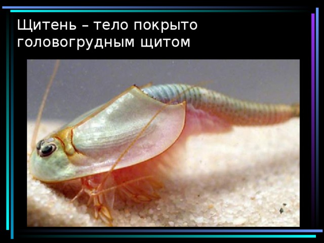 Щитень – тело покрыто головогрудным щитом 