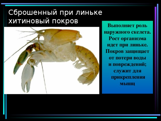 На каком рисунке изображено животное у которого нет наружного хитинового скелета