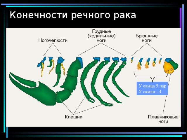 Конечности речного рака У самца 5 пар У самки - 4 