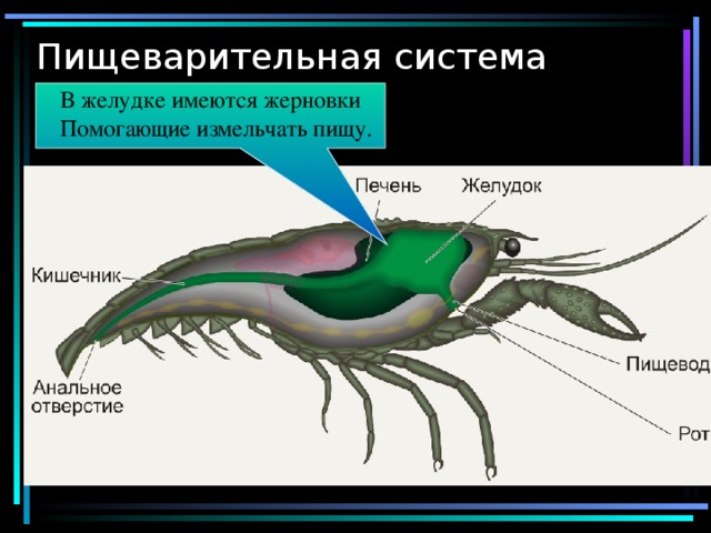 Пищеварительная система В желудке имеются жерновки Помогающие измельчать пищу. 
