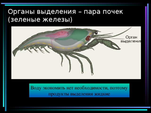 Органы выделения – пара почек (зеленые железы) Воду экономить нет необходимости, поэтому продукты выделения жидкие 