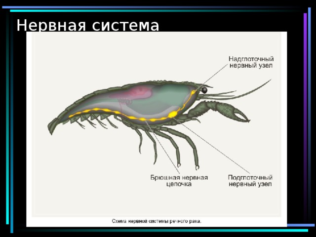 Нервная система 